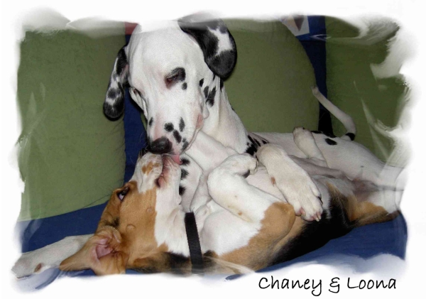 Loona und Chaney